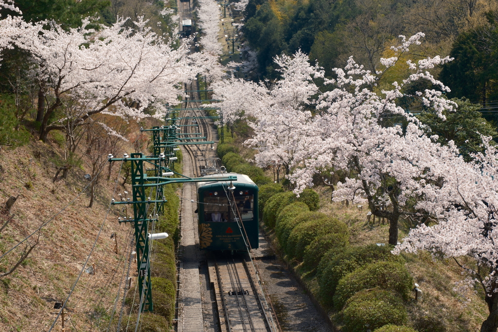 黄砂で霞んだが快晴の桜７