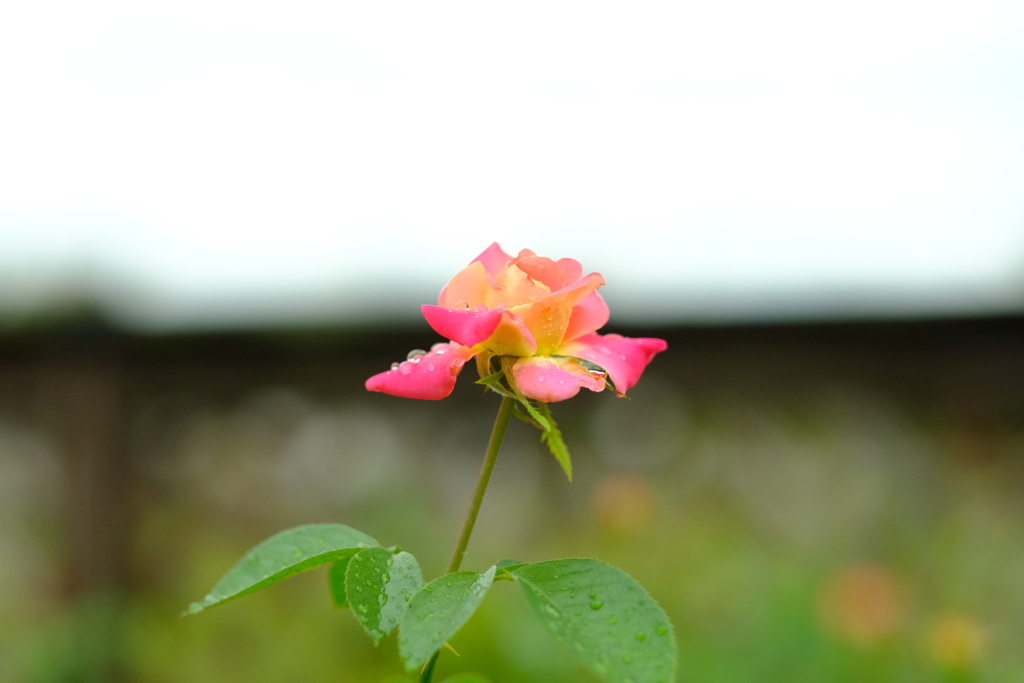 雨上がりの１日８