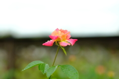 雨上がりの１日８
