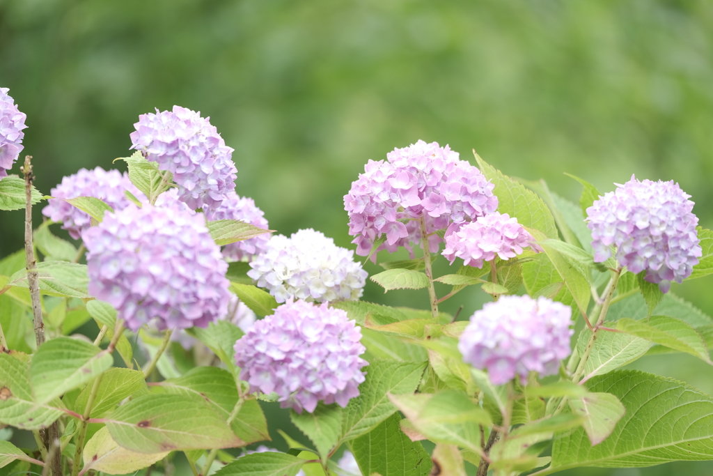 梅雨時のかやぶきの里９