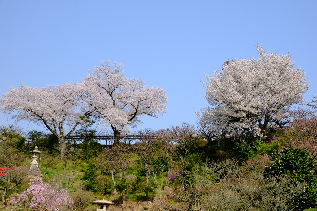 中山寺梅林公園にて７