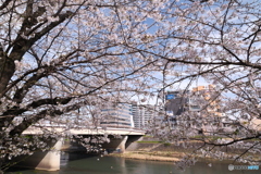 熊本市とある河川周辺の桜５