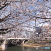 熊本市とある河川周辺の桜５