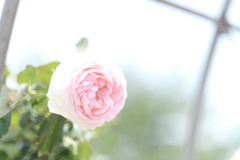 赤穂城南緑地公園の薔薇１