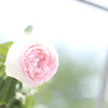 赤穂城南緑地公園の薔薇１