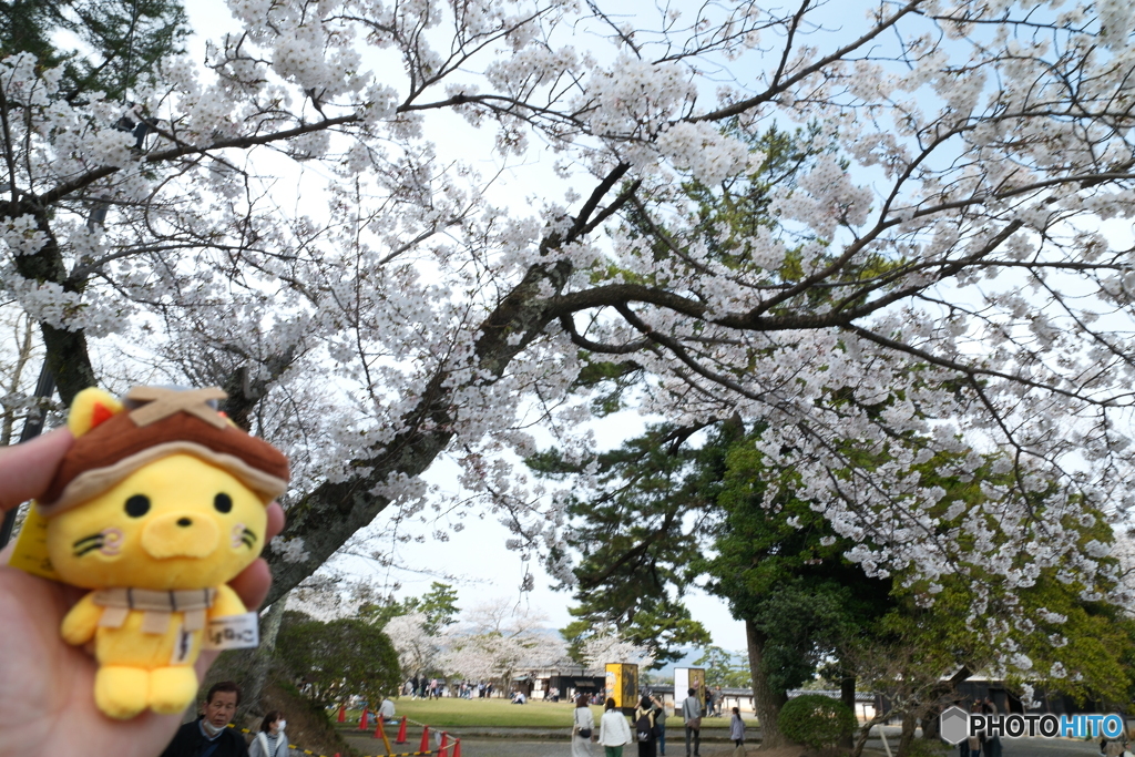 松江城の桜巡り１