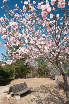 桜の季節で数少ない週末晴れた時１２