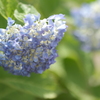 もうすぐ梅雨時、咲き始めた紫陽花