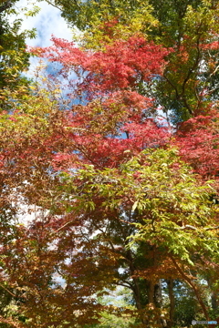 秘境で穴場な紅葉の旅８
