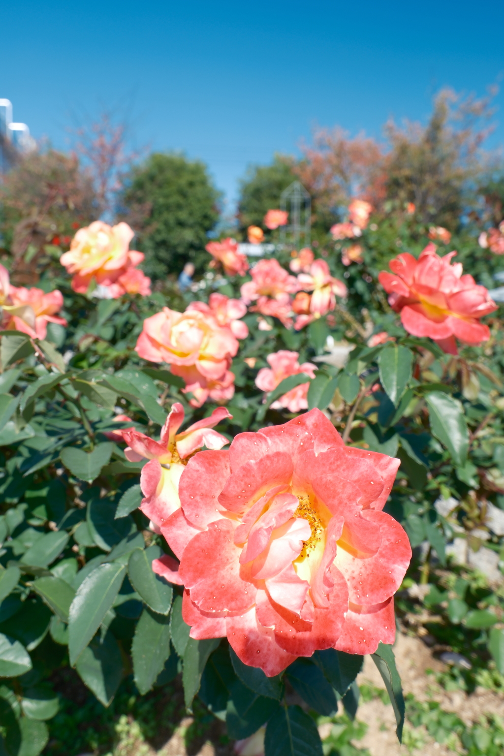 コスモスだけならぬ秋薔薇の開花もやや遅め7