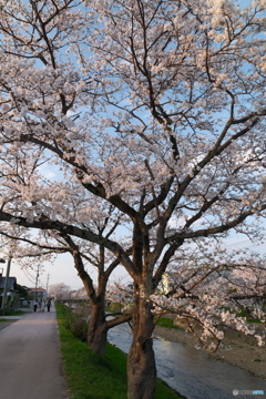 玉湯川堤の桜の夕暮れ１