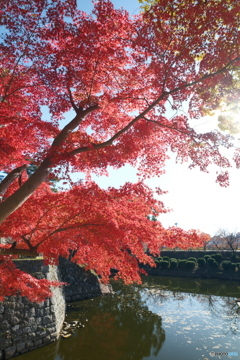 岡崎城公園の紅葉７