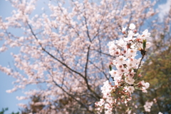 桜の季節が終わった時、GWで滋賀へと異動となります６