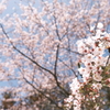 桜の季節が終わった時、GWで滋賀へと異動となります６