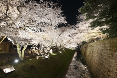 終電迄時間がなかったので大急ぎで撮った夜桜、金沢城公園５