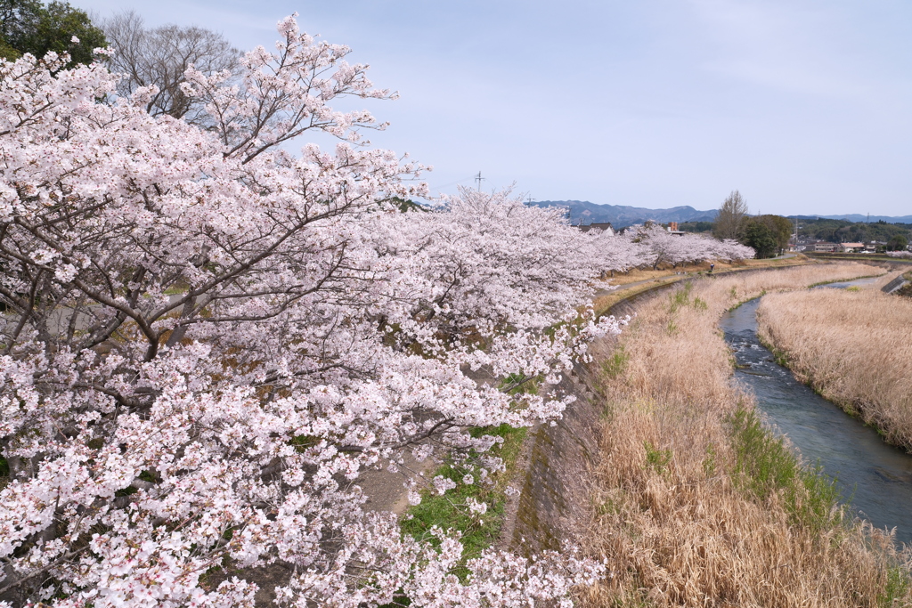 人吉市にて桜巡り１０