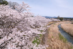人吉市にて桜巡り１０