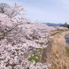 人吉市にて桜巡り１０