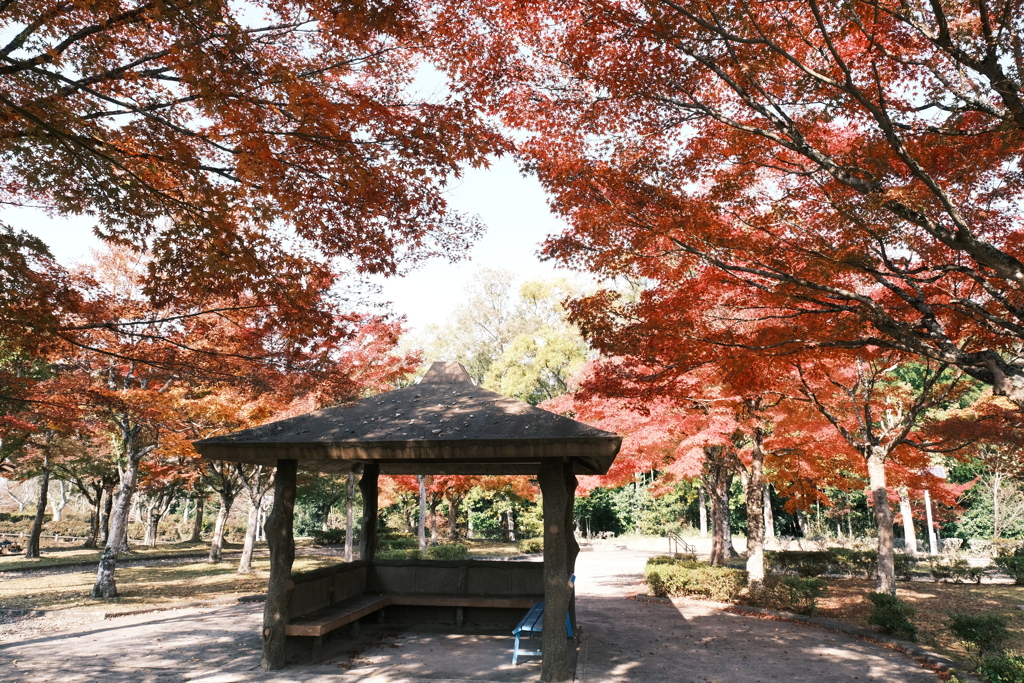 11/15にして今年の日中最後の紅葉巡り１３