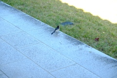 縁側に佇む鳥