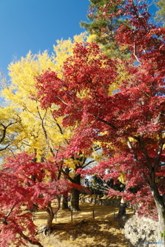 岡崎城公園の紅葉６
