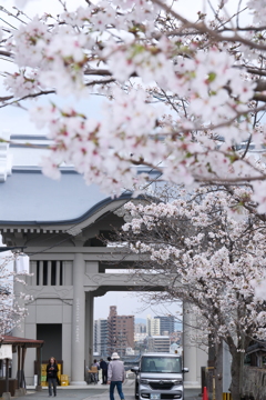 九州で桜を撮りに行くのは初めて１８