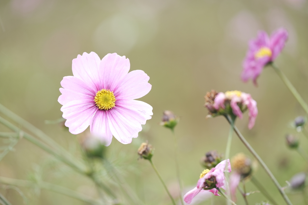 晩秋に見れた遅咲きの花３