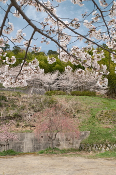 3月末急開花した桜９