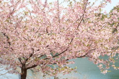 ３月末に見れた桜は河津桜７