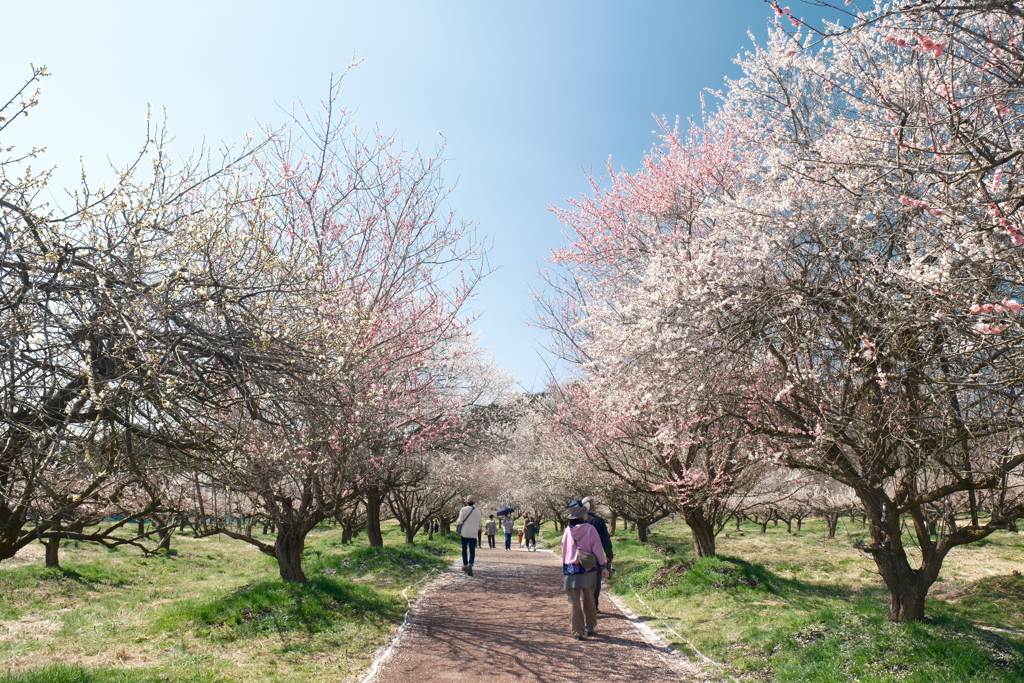 快晴の綾部市梅林公園６