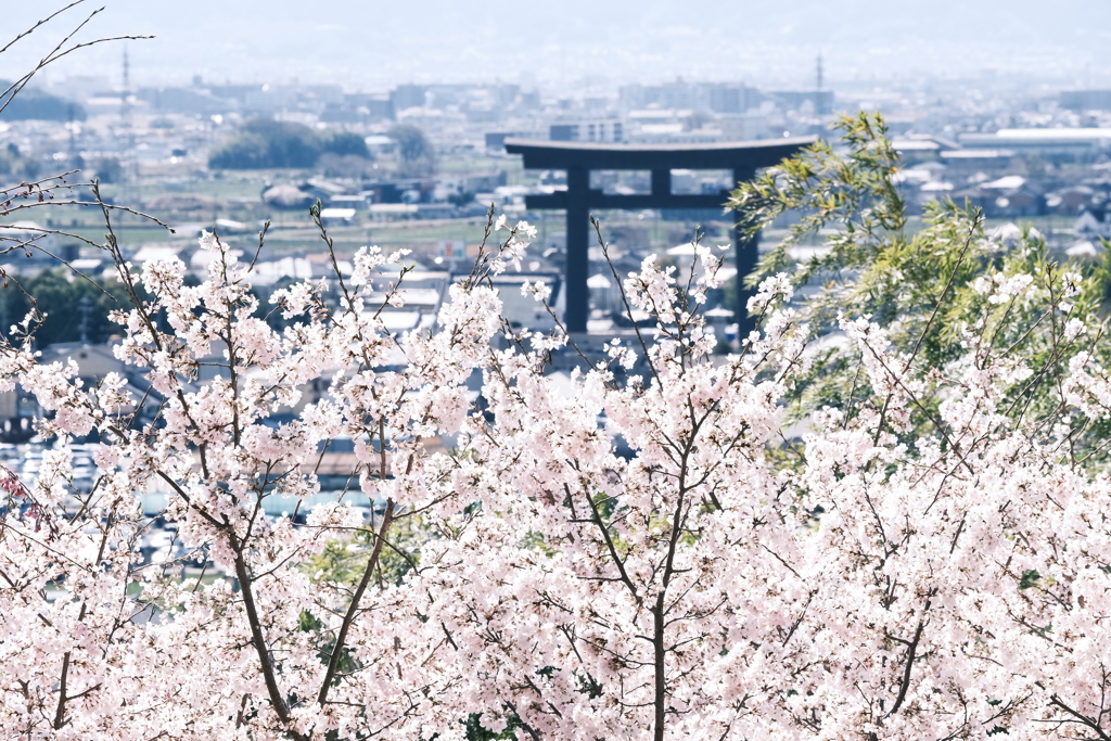 晴れた日に見れた見頃の桜、大美和の杜展望台２