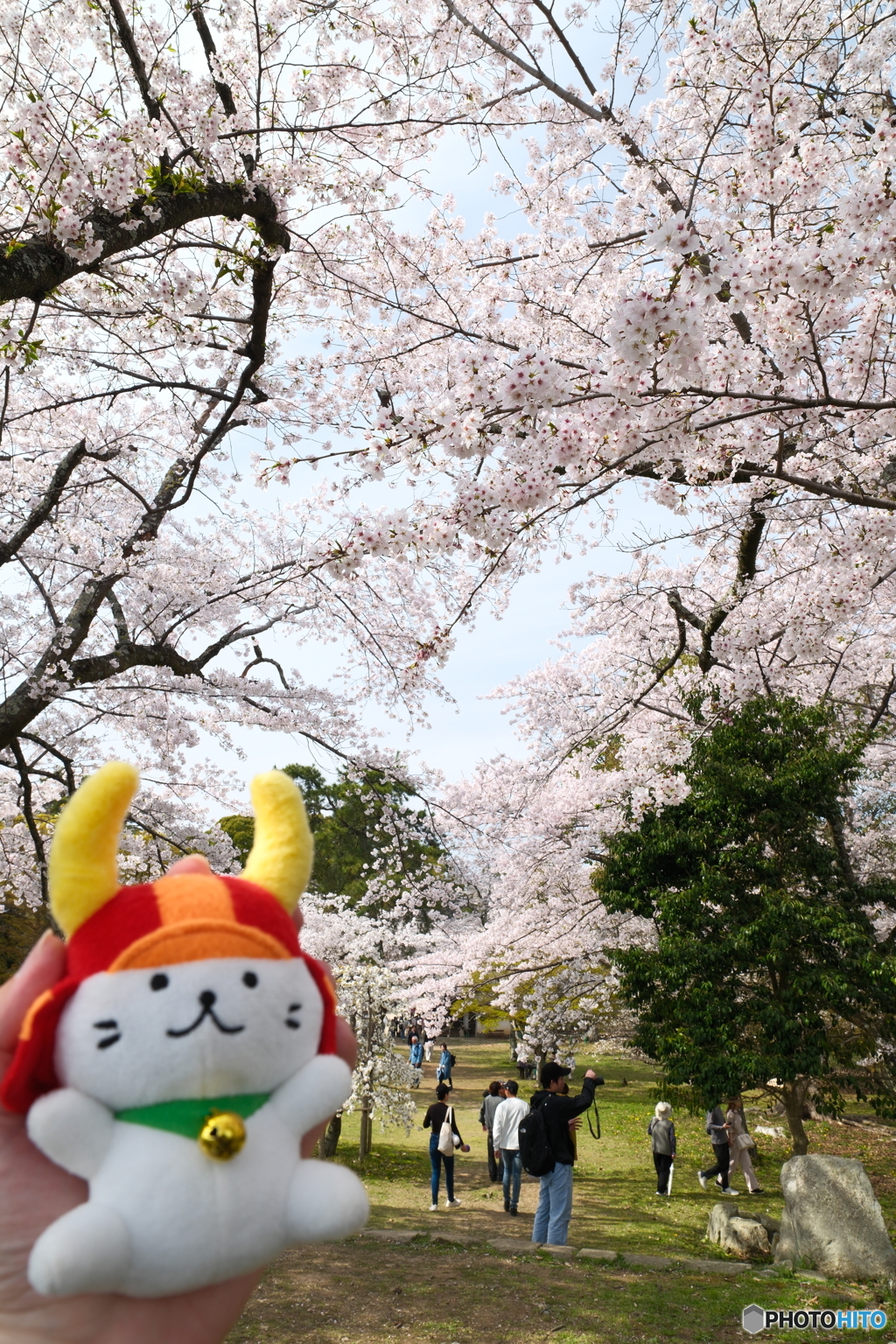 今年の桜の見納めに彦根城１０