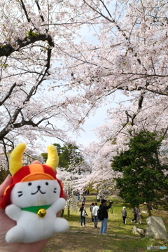 今年の桜の見納めに彦根城１０