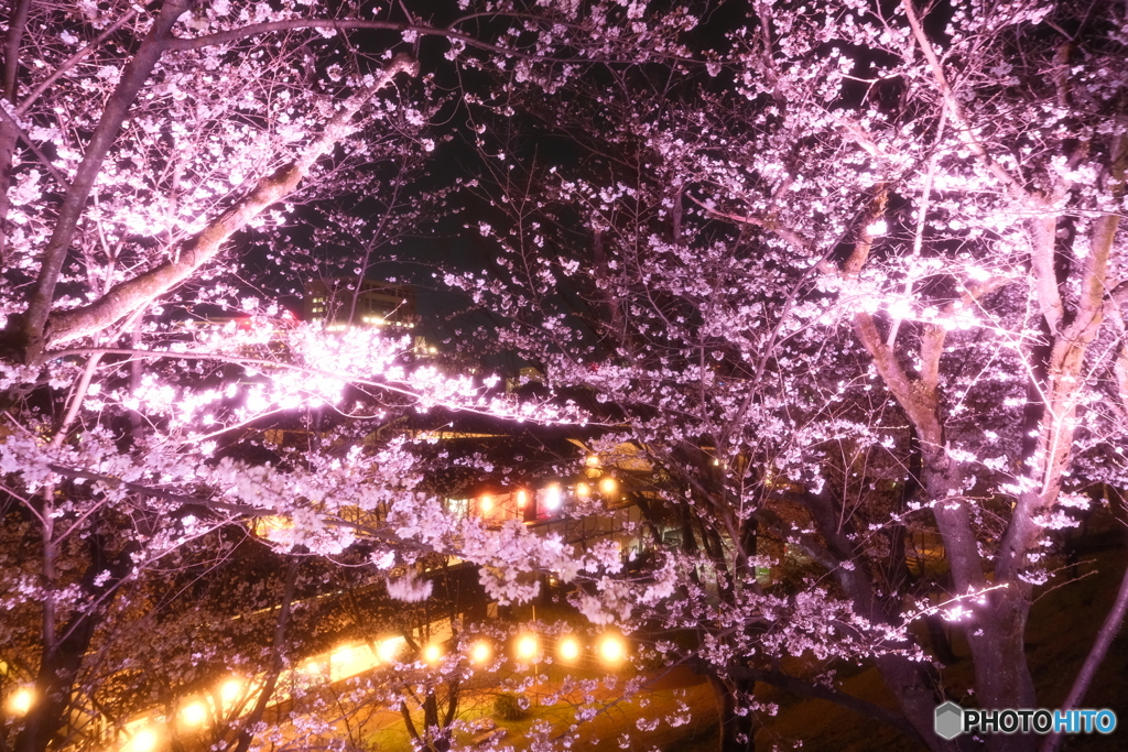 熊本城周辺の夜桜２