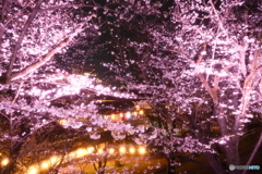 熊本城周辺の夜桜２