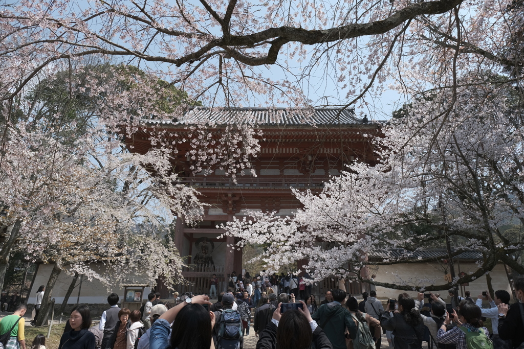 絶好の花見日和in醍醐寺２