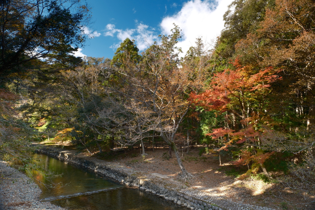 11月下旬にてやっと見頃の紅葉を見れた時９