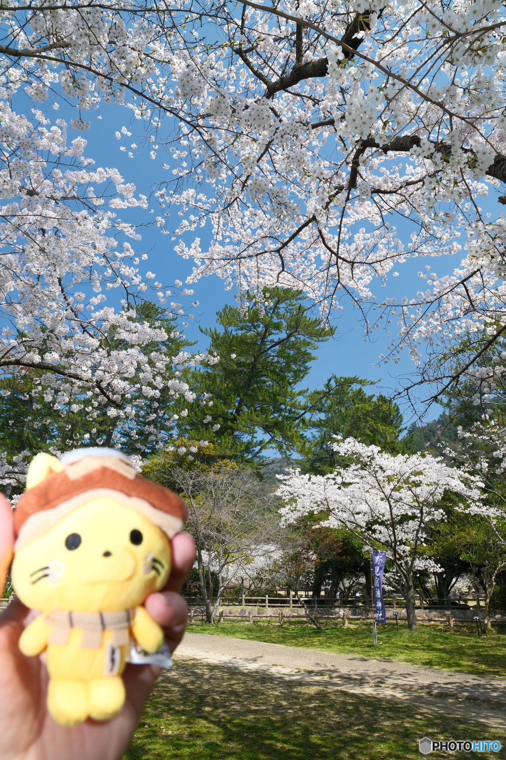 良縁は快晴の桜巡りにあり２