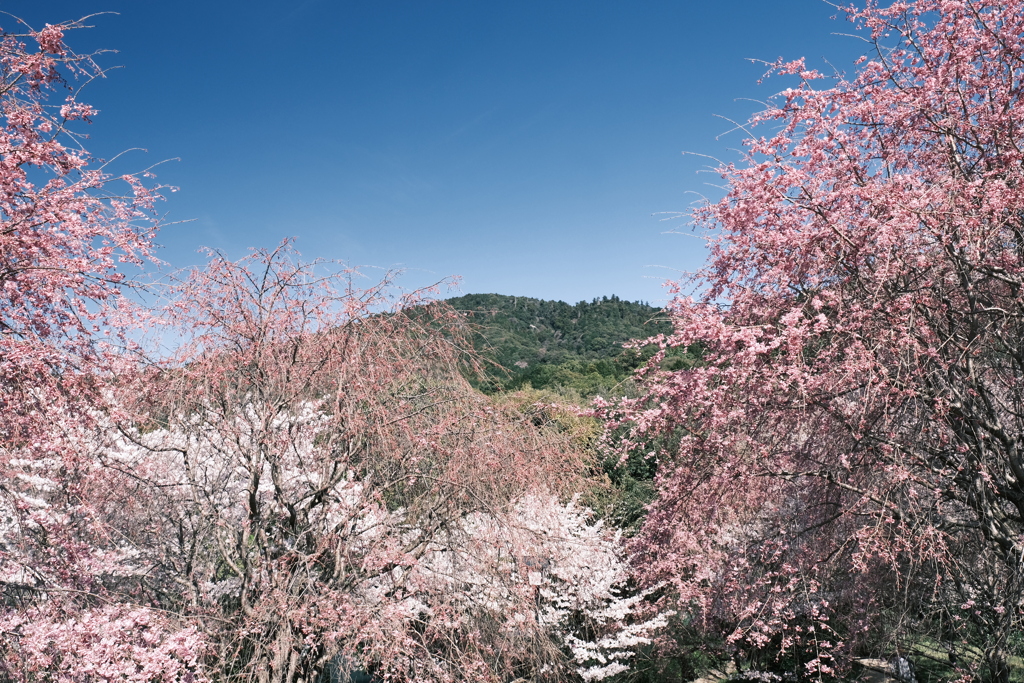 晴れた日に見れた見頃の桜、大美和の杜展望台４