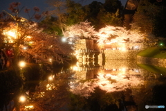 今年の桜の見納めに彦根城周辺の夜桜３