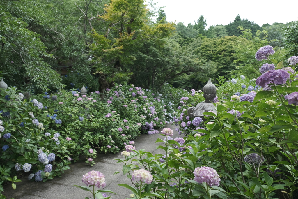 6月末も真夏に劣らぬ暑さの紫陽花２