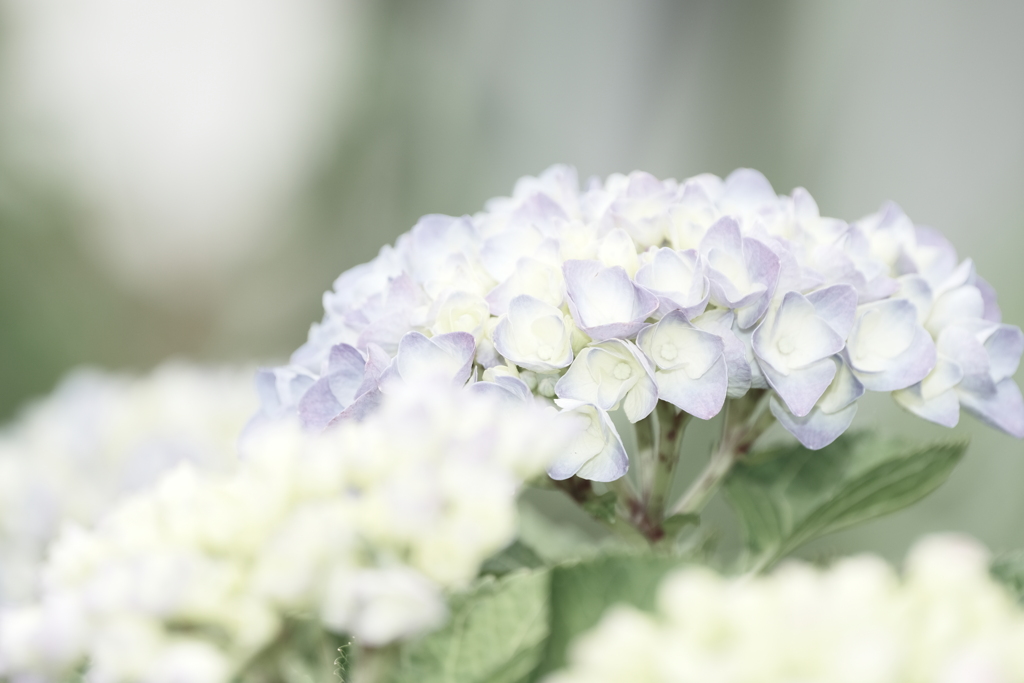 梅雨時のかやぶきの里５