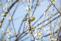 今年やっと見れた梅の花１５