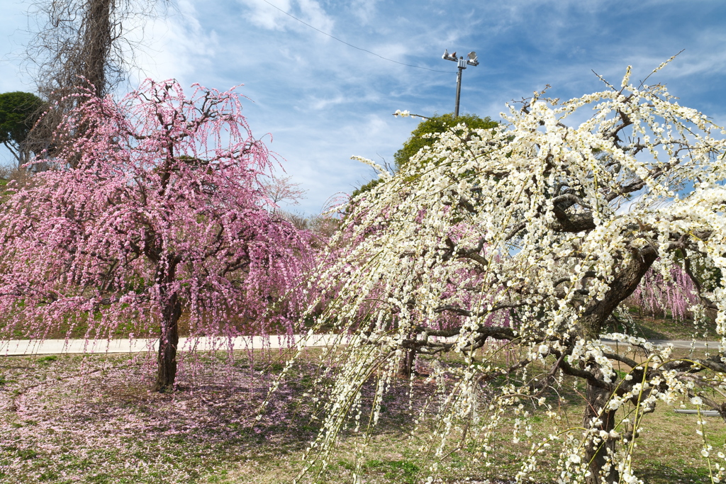 今年やっと見れた梅の花２１
