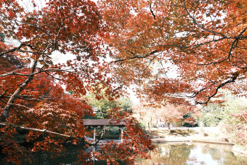 11/15にして今年の日中最後の紅葉巡り７