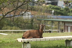 ベンチで寛ぐ山羊