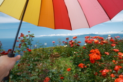 薔薇と海が見れたレインボーライン山頂公園７