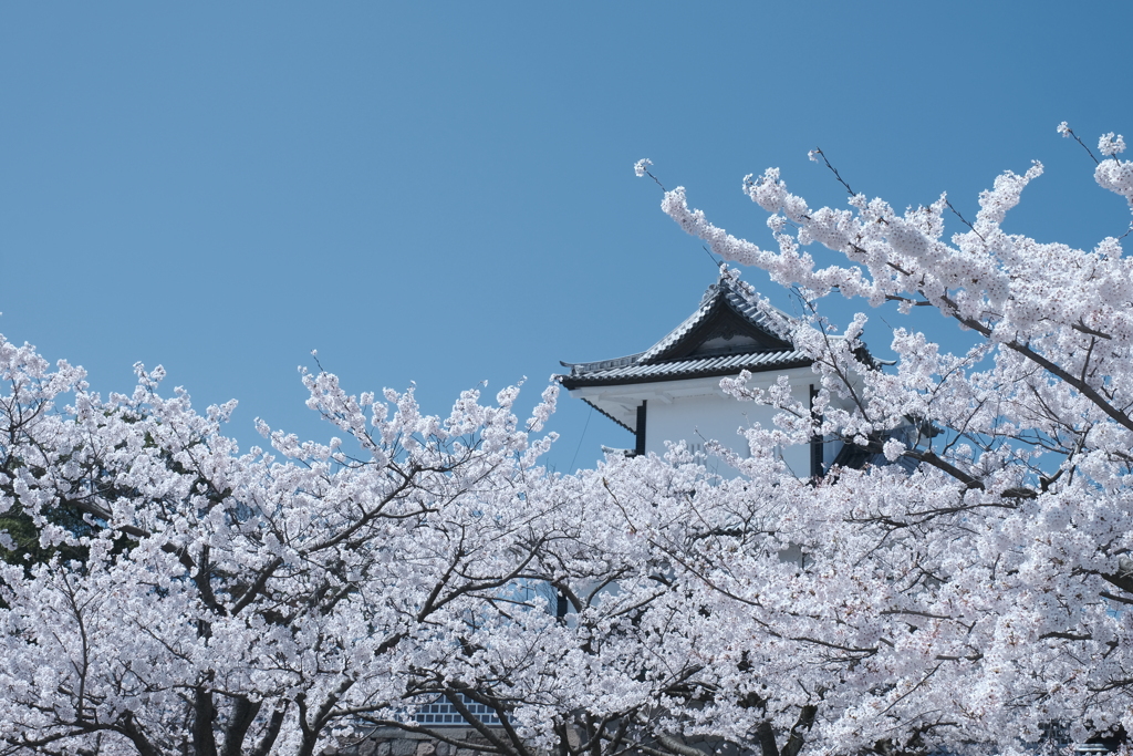 快晴の桜日和、金沢城公園にて７