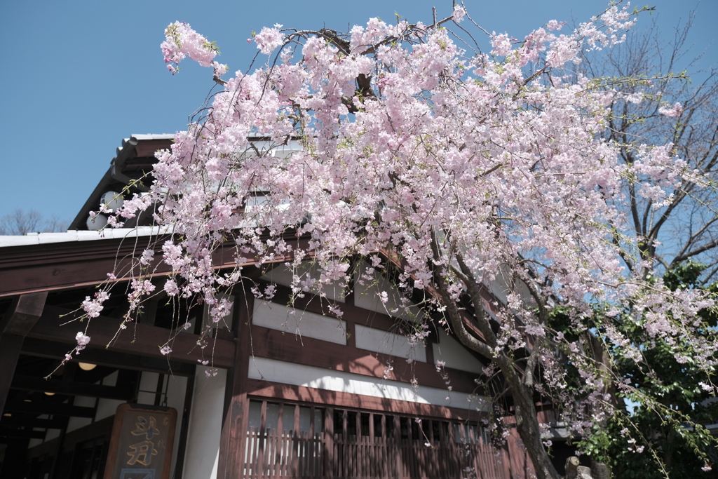 桜の季節が終わった時、GWで滋賀へと異動となります３