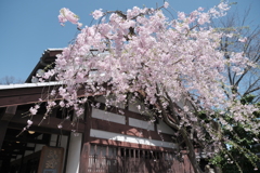 桜の季節が終わった時、GWで滋賀へと異動となります３